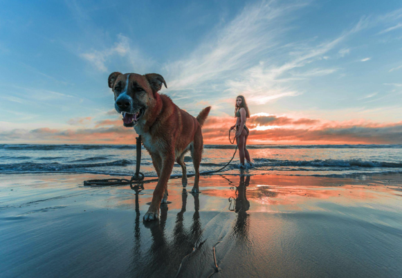 A large brown and white dog and a young woman walk on the beach at sunset.